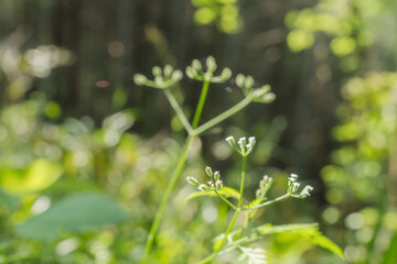 野山のヤブジラミの果実03