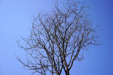 Trees on blue sky background