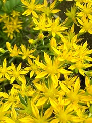 yellow flower, succulent with yellow flowers, star-shaped flowers of sedum, full-bloom yellow sedum flowers, 黄色い花、黄色い花の咲く多肉植物、万年草の星型の花、黄色い万年草の満開の花