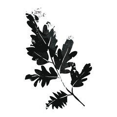 Leaf Fern leaves shape brush stroke silhouette simple plant vector