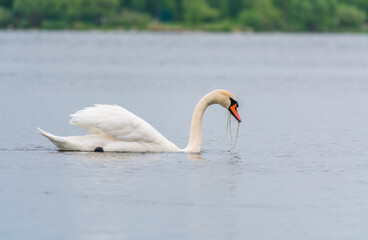 Graceful white Swan swimming in the lake, swans in the wild. Portrait of a white swan swimming on a lake.