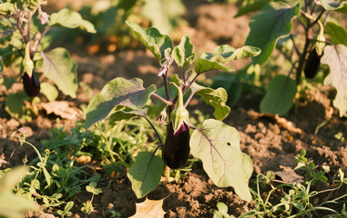 Eggplant grows lush, surrounded by grass and leaves