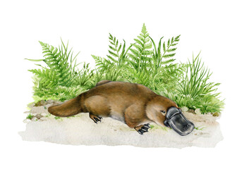 Platypus on grassy ground watercolor illustration. Australia native cute animal. Hand drawn vintage style Australian endemic mammal with duck bill. Platypus illustration in it natural habitat