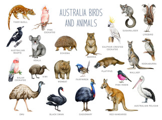 Australia animal and bird with names watercolor illustration set. Hand drawn kangaroo, koala, kookaburra, echidna, platypus, cassowary, wombat isolated. Australia native wildlife painted collection