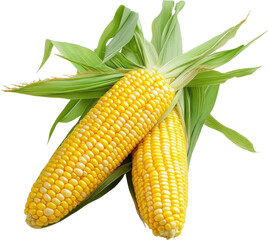 Obraz premium Fresh Yellow Corn Cob with Green Leaves
