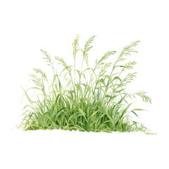 Fototapeta premium Green grass shrub illustration watercolor plant vector