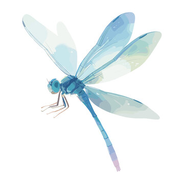 recommend clip art: Dragonfly dragonfly illustration watercolor vector