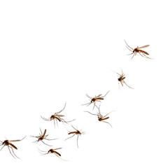 A swarm of mosquitoes flying in a clear blue sky. transparent background