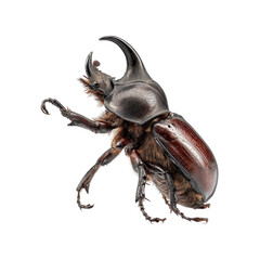 Close-up of a majestic rhinoceros beetle resting peacefully. transparent background