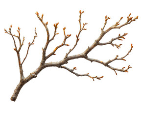 Close-up of a brown tree branch with buds against a solid black background.