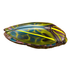 Vibrant Colorful Insect with a Transparent Background