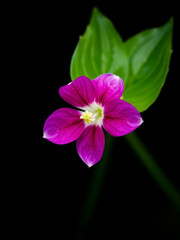 Fototapeta premium tradescantia flower isolated