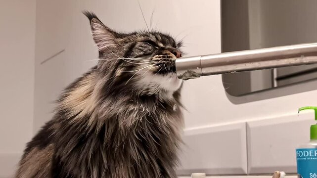 Closeup shot of Maine coon cat dinking water from tap in Jelgava, Latvia.