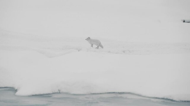 Curious Arctic fox on Katla glacier in Iceland. It sneaks, and explores in the snow