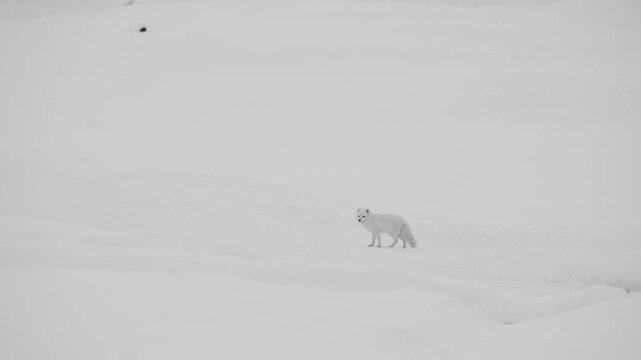 Curious Arctic fox on Katla glacier in Iceland. It sneaks, and explores in the snow