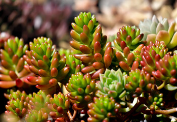 Green jelly beans succulent, with red tinges from exposure to lots of sunlight.