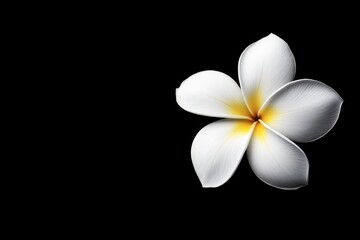 Fototapeta premium Black And White Flower. Beautiful Frangipani Plumeria on Nature Background