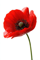 Naklejka premium Red Poppy isolated on white