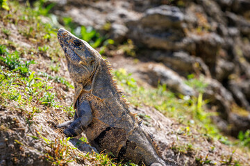 Iguana sunbathing