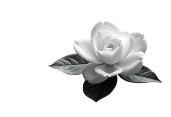 Elegant Monochrome Rose A Study in Light and Shadow