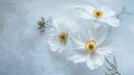 Obraz premium Three White Flowers with Yellow Centers on Textured Light Blue Background