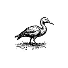 Monochrome Avian Illustration: Detailed Engraving of a Shorebird in Black and White