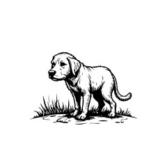 Detailed monochrome illustration of a retriever puppy standing in grassy patch