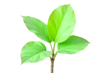 Vibrant Green Spring Leaves New Growth, Renewal, and Nature's Rebirth