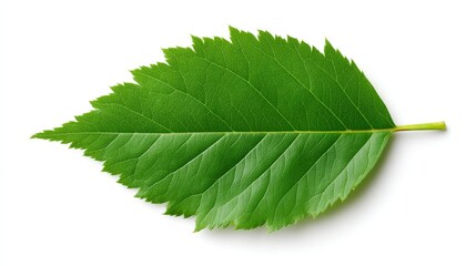 Obraz premium Vibrant green leaf on white, a detailed closeup for nature lovers and botanical enthusiasts