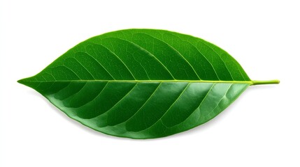 Fototapeta premium Vibrant green leaf on white, a study of natural freshness and simplicity in botanical photography