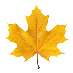 Obraz premium vibrant yellow autumn maple leaf isolated on transparency background, showcasing intricate details and natural beauty