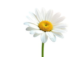 Naklejka premium Pure White Daisy Flower A Close-Up Image of Nature's Beauty