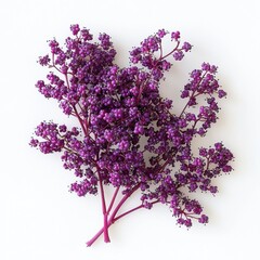 Obraz premium Close Up of Delicate Purple Flowers on White Background