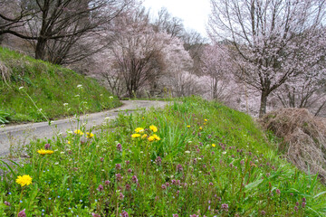 Fototapeta premium 山野草と桜