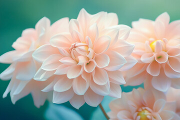 Obraz premium white chrysanthemum flower
