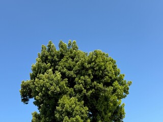 Foliage of a fern pine tree against blue sky
