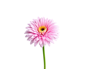Vibrant Pink Gerbera Daisy with Transparent Background