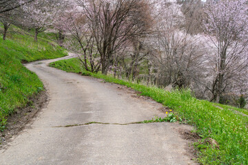 山道の桜