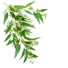 Obraz premium Eucalyptus branch with seed pods on white background isolated studio shot botanical greenery foliage medicinal plant leaves