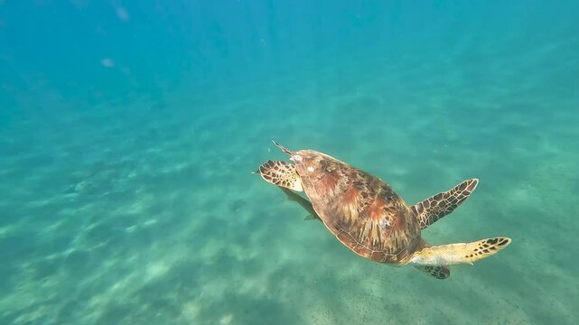 Sea turtle with large remora cleaner fish swimming from ocean surface to sandy seabed of coral triangle in Bali Indonesia