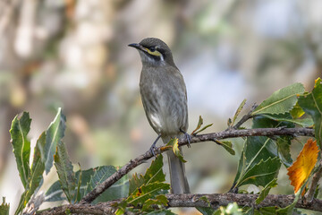 Australian Yellow-faced Honeyeater perched on Saw Banksia Tree branch