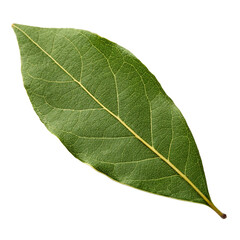 Bay leaf isolated on a transparent background