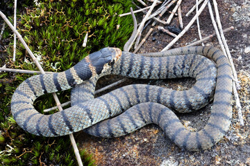 Highly venomous Juvenile Australian Eastern Brown Snake