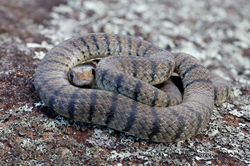 Highly venomous Juvenile Australian Eastern Brown Snake