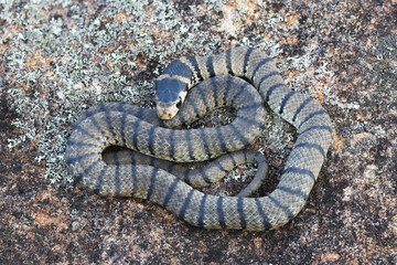 Fototapeta premium Highly venomous Juvenile Australian Eastern Brown Snake