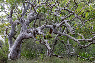 Australian Sydney Red Gum with tangled branches