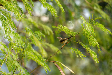 Plain Prinia Perched on a Branch