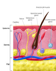 Cross-section of Human Skin with Labeled Components