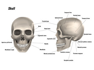 Anatomical Illustration of a Human Skull