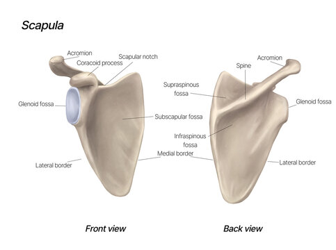 Anatomical Illustration of the Human Scapula